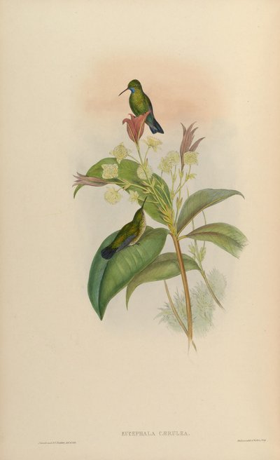 Eucephala caerula = Chlorestes notata notata by John Gould